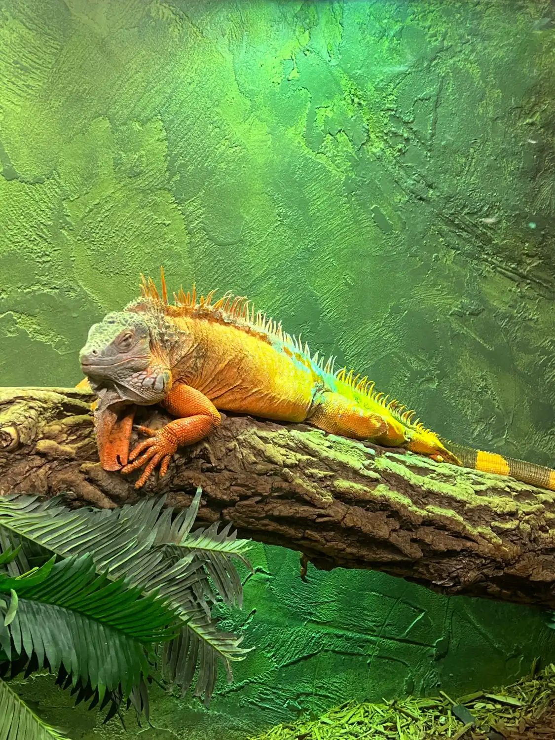 Các khách sạn gần Reptilia Zoo and Education Centre
