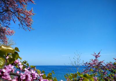 Sea Garden