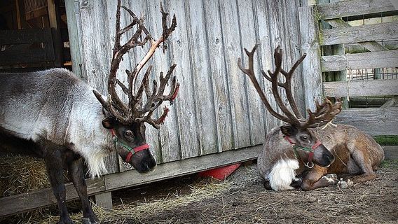 Anderson & Girls Orchards