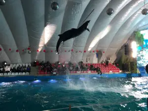 Odesa Dolphinarium Nemo