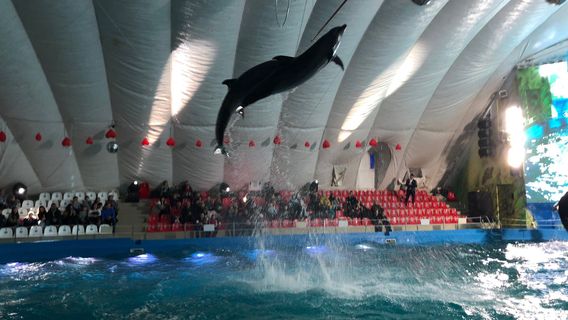 Odesa Dolphinarium Nemo