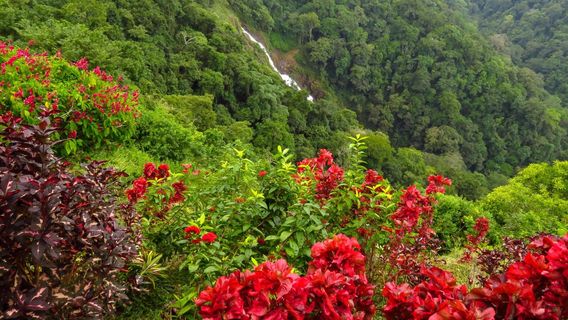 Pura Vida Gardens And Waterfall