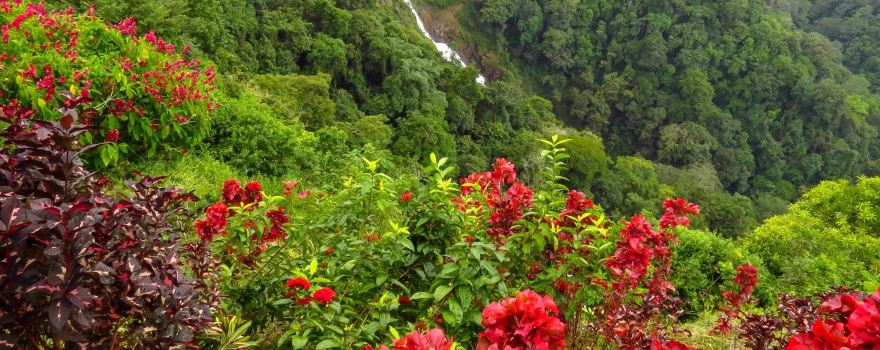 Pura Vida Gardens And Waterfall