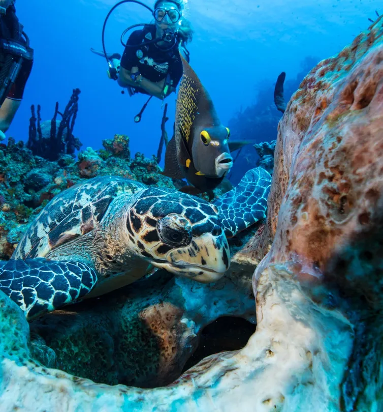 3_Living The Dream Divers