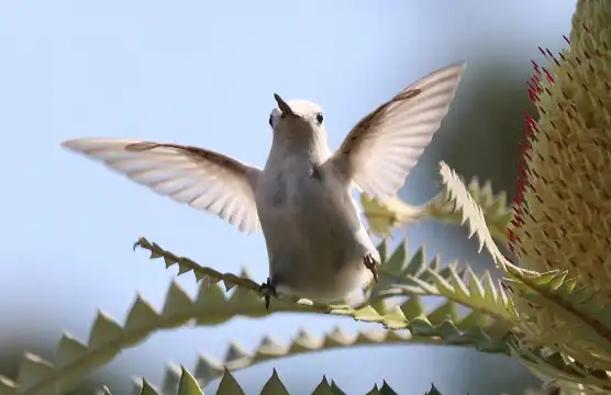 Hotels near UC Santa Cruz Arboretum & Botanic Garden