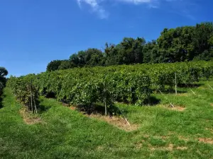 Blumenhof Winery