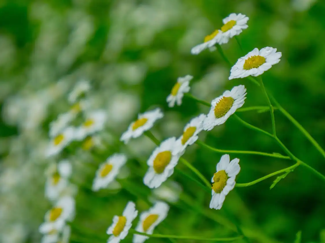 맥롤린 가든 주변 호텔
