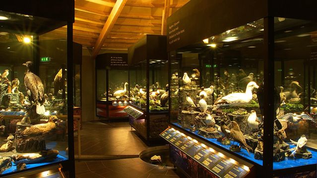 Sigurgeir's Bird Museum