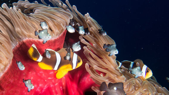 Réunion Formation Plongee