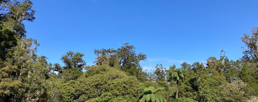 Tane Mahuta
