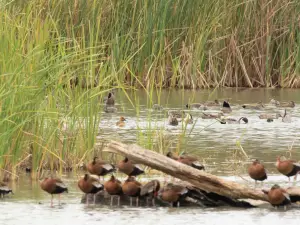 Estero Llano Grande State Park