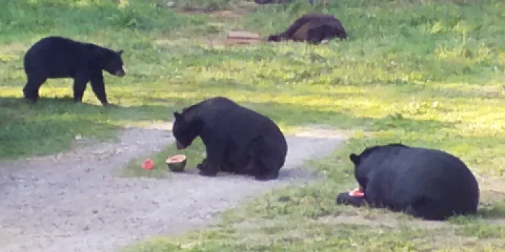 Vince Shute Wildlife Sanctuary