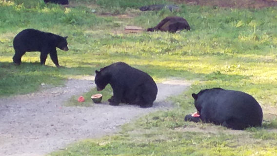 Vince Shute Wildlife Sanctuary