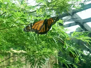 Creekside Gardens