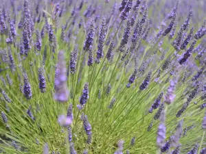 Wexford Lavender Farm