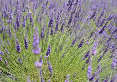 Wexford Lavender Farm