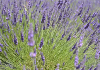 Wexford Lavender Farm
