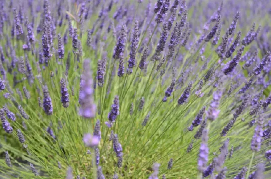 Wexford Lavender Farm