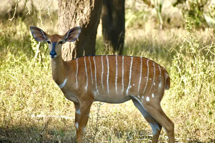 Hotels in der Nähe von Parque Nacional Da Gorongosa