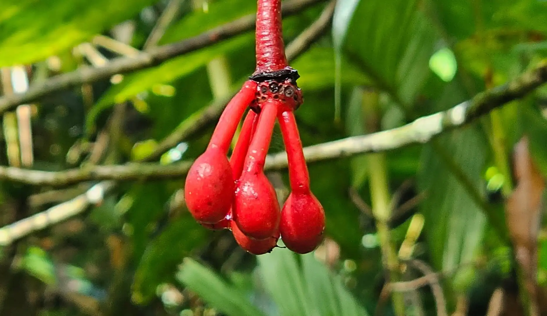 Hotels near Mount Kinabalu Botanical Garden