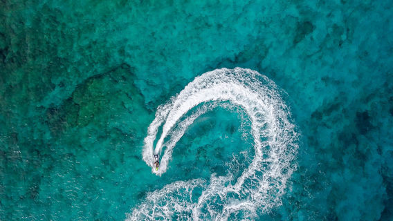 Barracuda Perdomo
