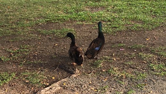 The Gooseponds Walking Trail