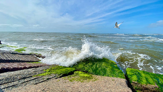 Padre Island Seawall