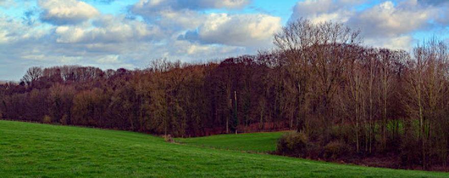 Everbeekse bossen