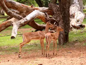 MKUZE GAME RESERVE