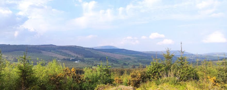 Glenstal Woods