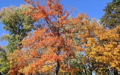 Monessen City Park Amphitheater