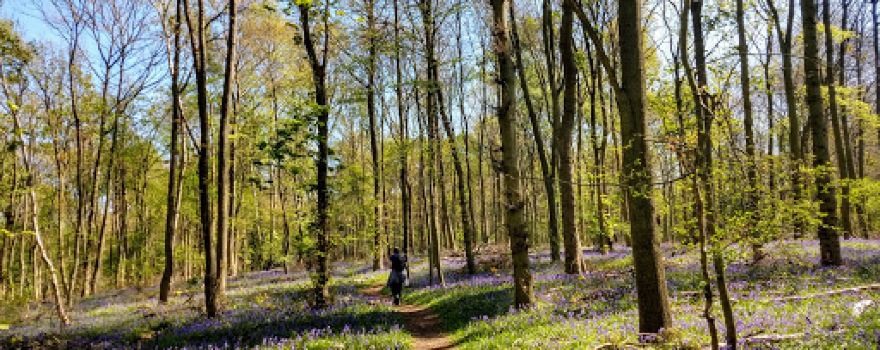Oldmoor Wood