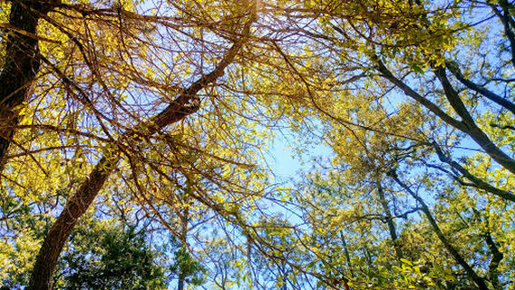 Hitzman-Optimist Park