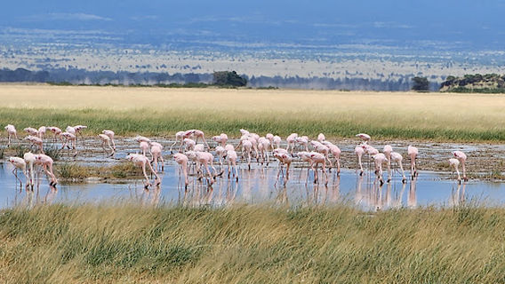 KWS Campsite