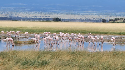 Amboseli Public Campsite KWS