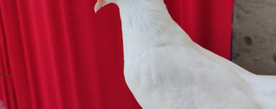 Bóveda de Batha