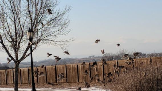 Settler's Park