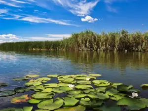 Danube Delta Wildlife Boat Tours