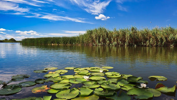 Danube Delta Wildlife Boat Tours