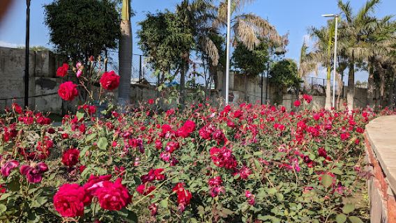 Rose Garden