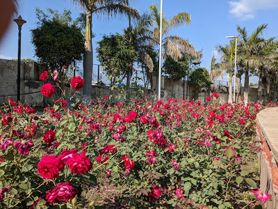 Rose Garden
