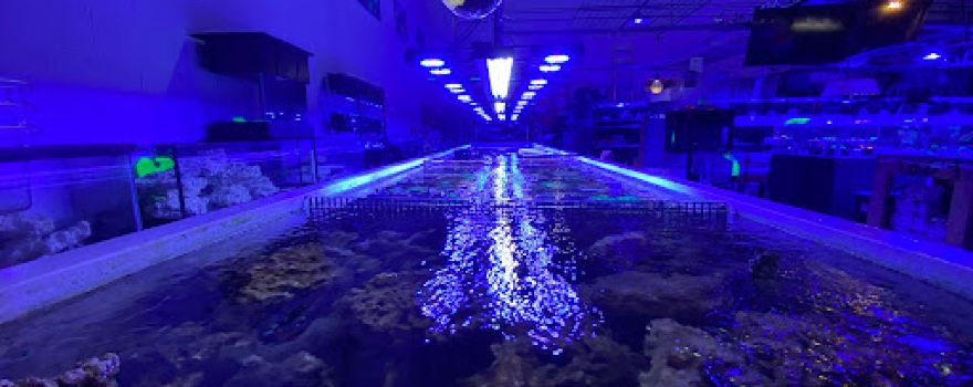 Reefwise
