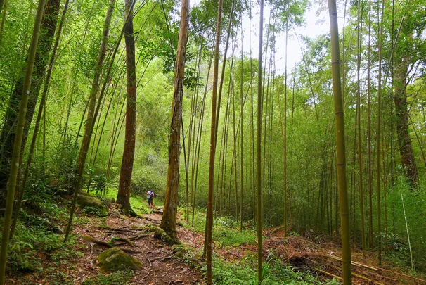 2_八仙山國家森林遊樂區