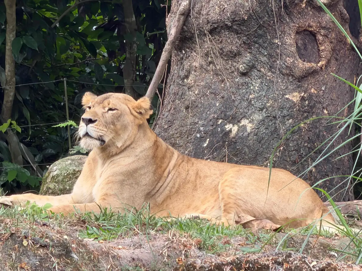 Singapore Zoo