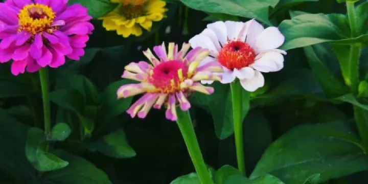 烏什塔拉鄉塔拉村核桃風情園