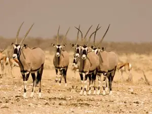 Oshakati Recreational park