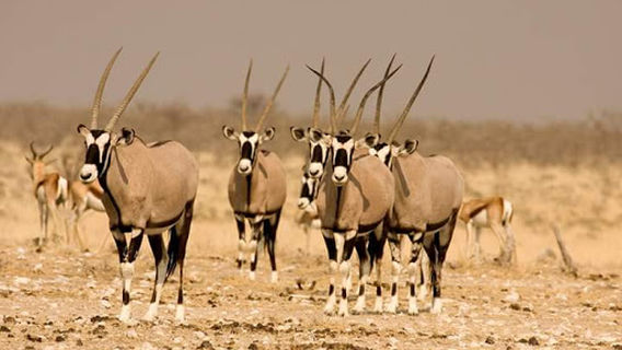 Oshakati Recreational park