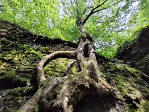 Rock City State Forest