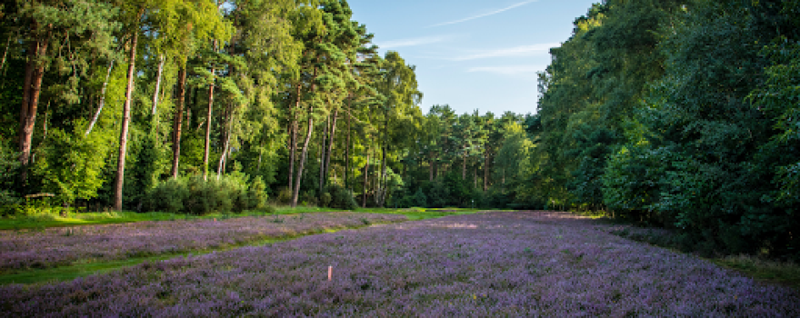 East Berkshire Golf Club