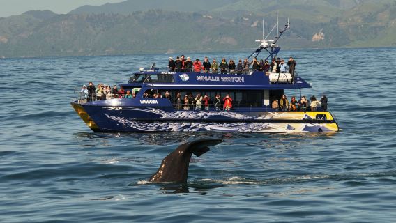 Whale Watch Kaikoura